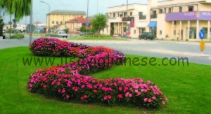 savigliano fiori 2