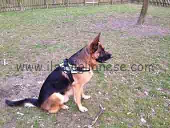 Pippo - cane Loredana Filippi