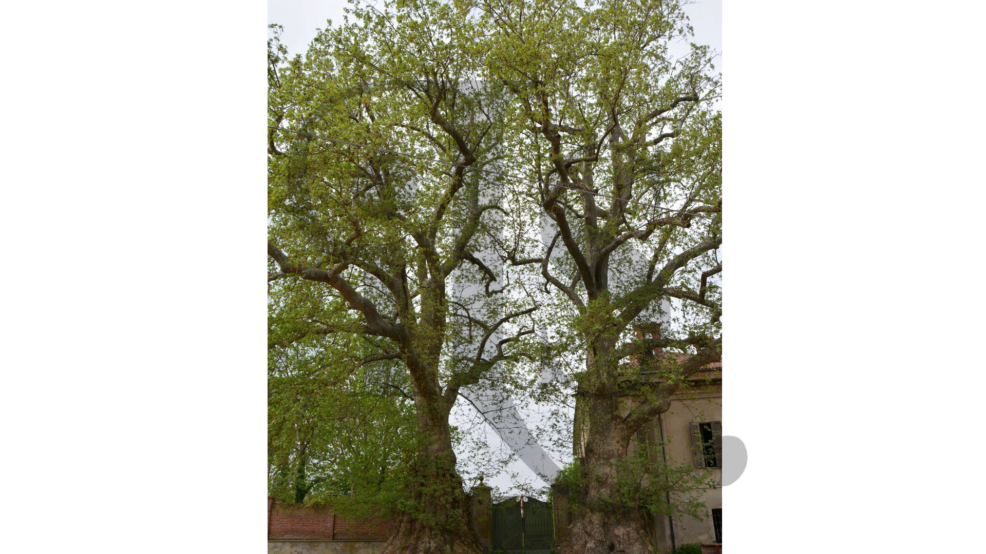 I platani all'ingresso di Villa Cayre