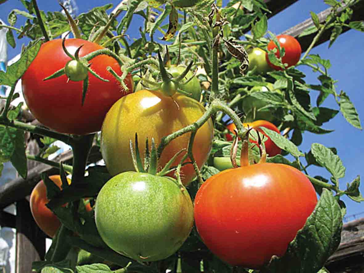 Estate nera per la campagna