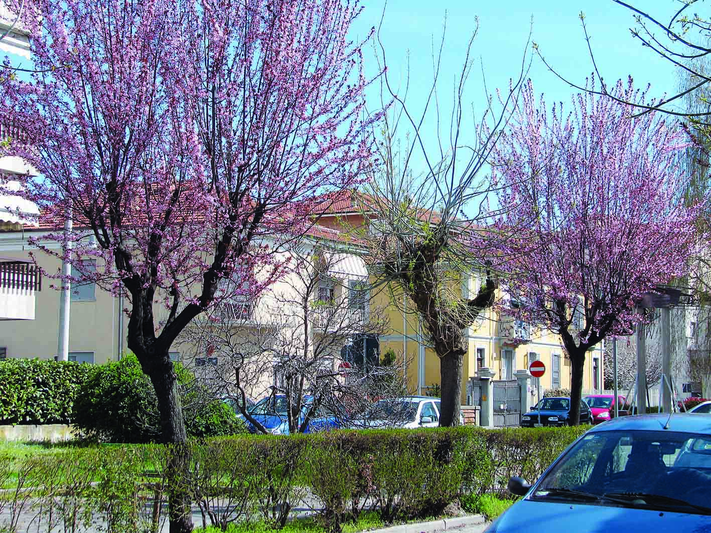 Alberi in via Biga: esecuzione rimandata