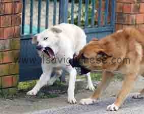 Lo strano caso dei cani feroci