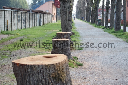 Taglio di alberi in tutta Savigliano