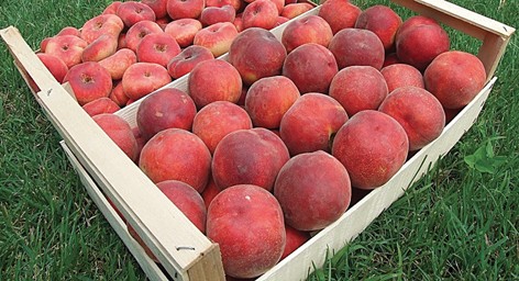 L’amaro sapore della frutta