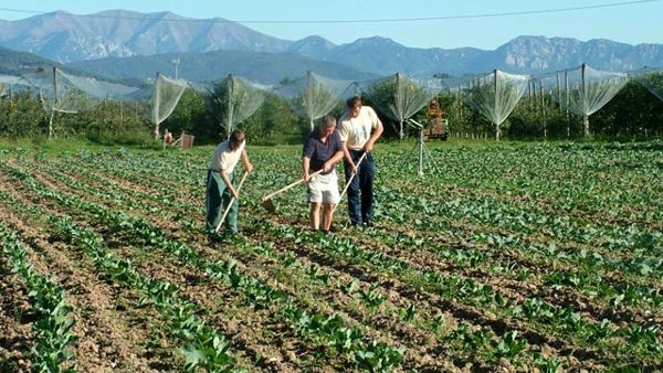 Io lavoro in agricoltura