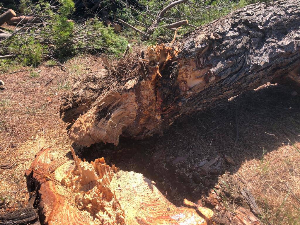 Marene, si abbattono gli alberi pericolosi