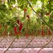 Serre hi-tech e sostenibili per produrre pomodori italiani tutto l’anno