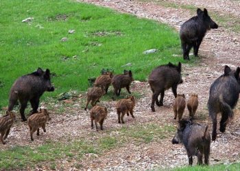 Peste suina africana, trovato il primo caso in Piemonte