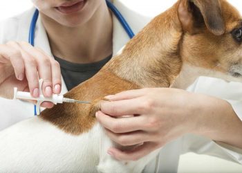 L’obbligo del microchip canino