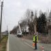 Si potano platani e tigli del viale