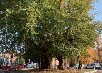 Savigliano rende omaggio ai suoi alberi monumentali