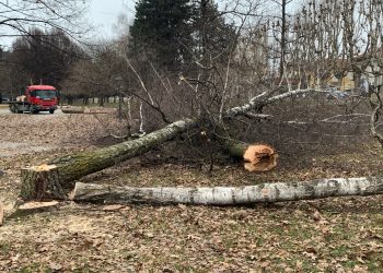 Iniziato il taglio degli alberi in parco Graneris