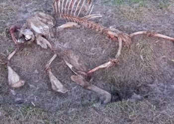 Passano i lupi, restano gli scheletri