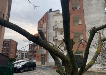 Ignoti potano gli alberi pubblici