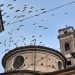 Piccioni, il problema è sempre più grave