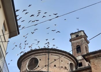 La chiesa si protegge dall’invasione di piccioni
