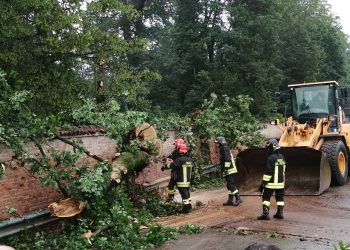Sindacati contro l’abbattimento degli alberi del Parco Reale