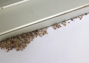 Un insetto ha in pugno i platani della città