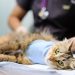 Comuni grandi “aMici” dei gatti: l’importanza della sterilizzazione