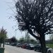Alberi attaccati dai funghi: sostituzione in corso