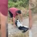 Il Cras ha salvato una cicogna a Levaldigi [VIDEO]