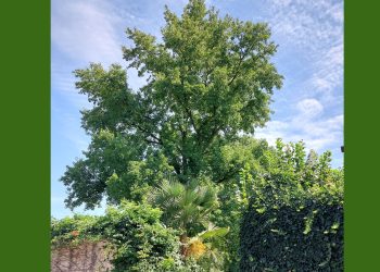 Gli ambientalisti hanno proclamato “L’albero dell’anno”