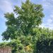 Gli ambientalisti hanno proclamato “L’albero dell’anno”