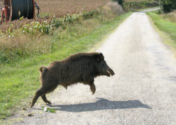 Giovane investe cinghiale, necessari gli esami veterinari