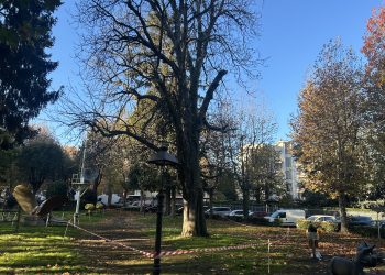 Addio all’ippocastano nel giardino dei Marinai: verrà abbattuto