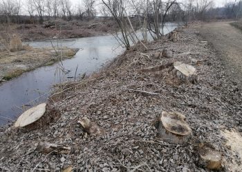 Tagliato un gran numero di alberi sulle sponde del Maira