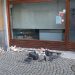 Cinque ragazzi hanno vandalizzato il centro storico