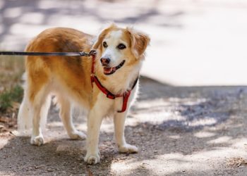 Nuova ordinanza “per i cani”: come comportarsi e quali sanzioni ci sono