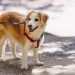 Nuova ordinanza “per i cani”: come comportarsi e quali sanzioni ci sono