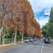 No, in viale Del Sole non è ancora arrivato l’autunno, anche se lo sembra